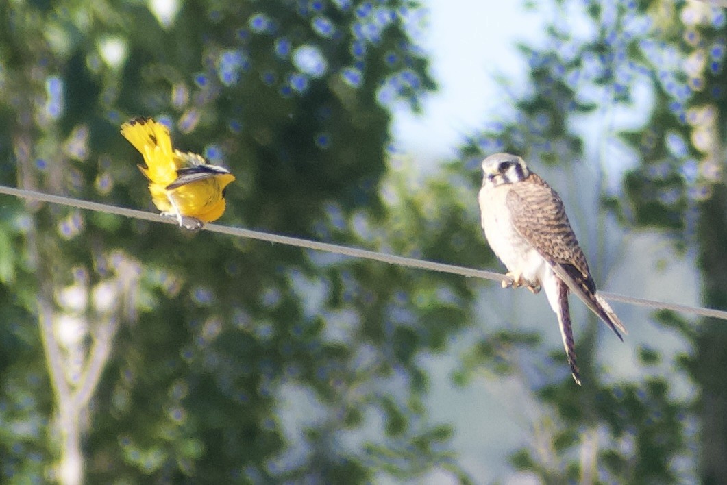 American Kestrel - ML639081435