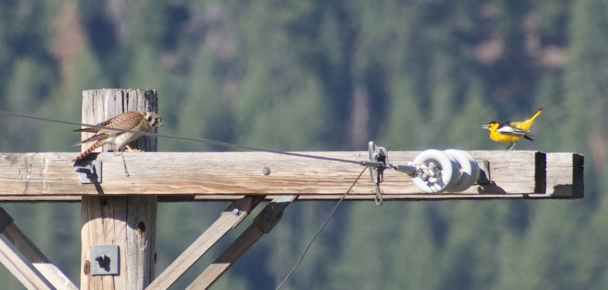 Bullock's Oriole - ML639081442