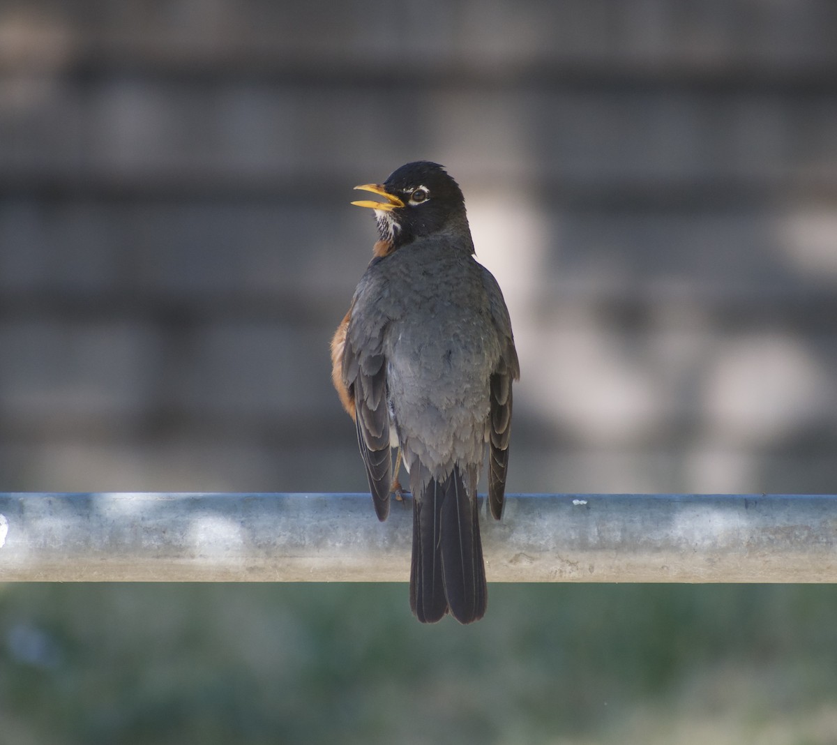 American Robin - ML639081481