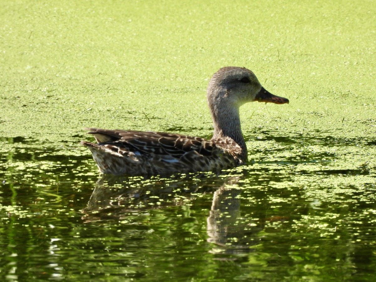 Gadwall - ML639081484