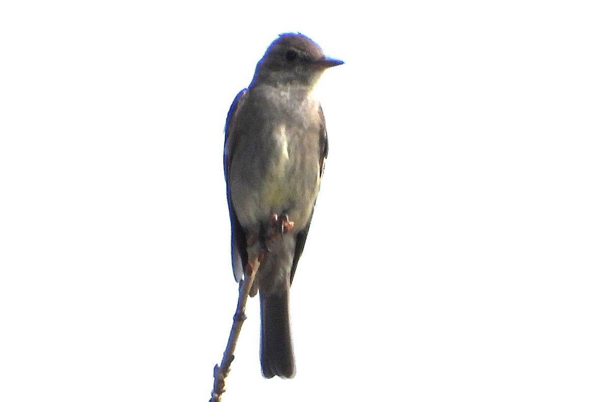 Western Wood-Pewee - ML639081486