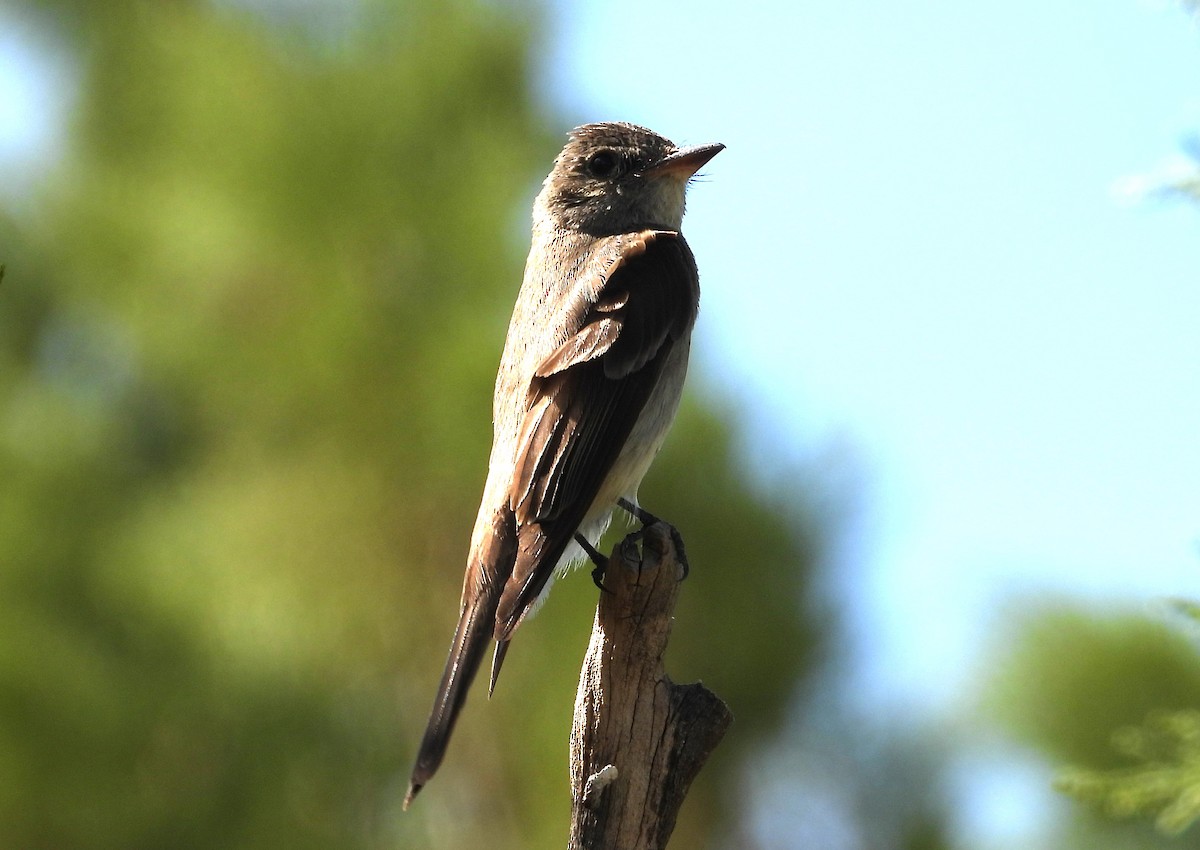 Western Wood-Pewee - ML639081487