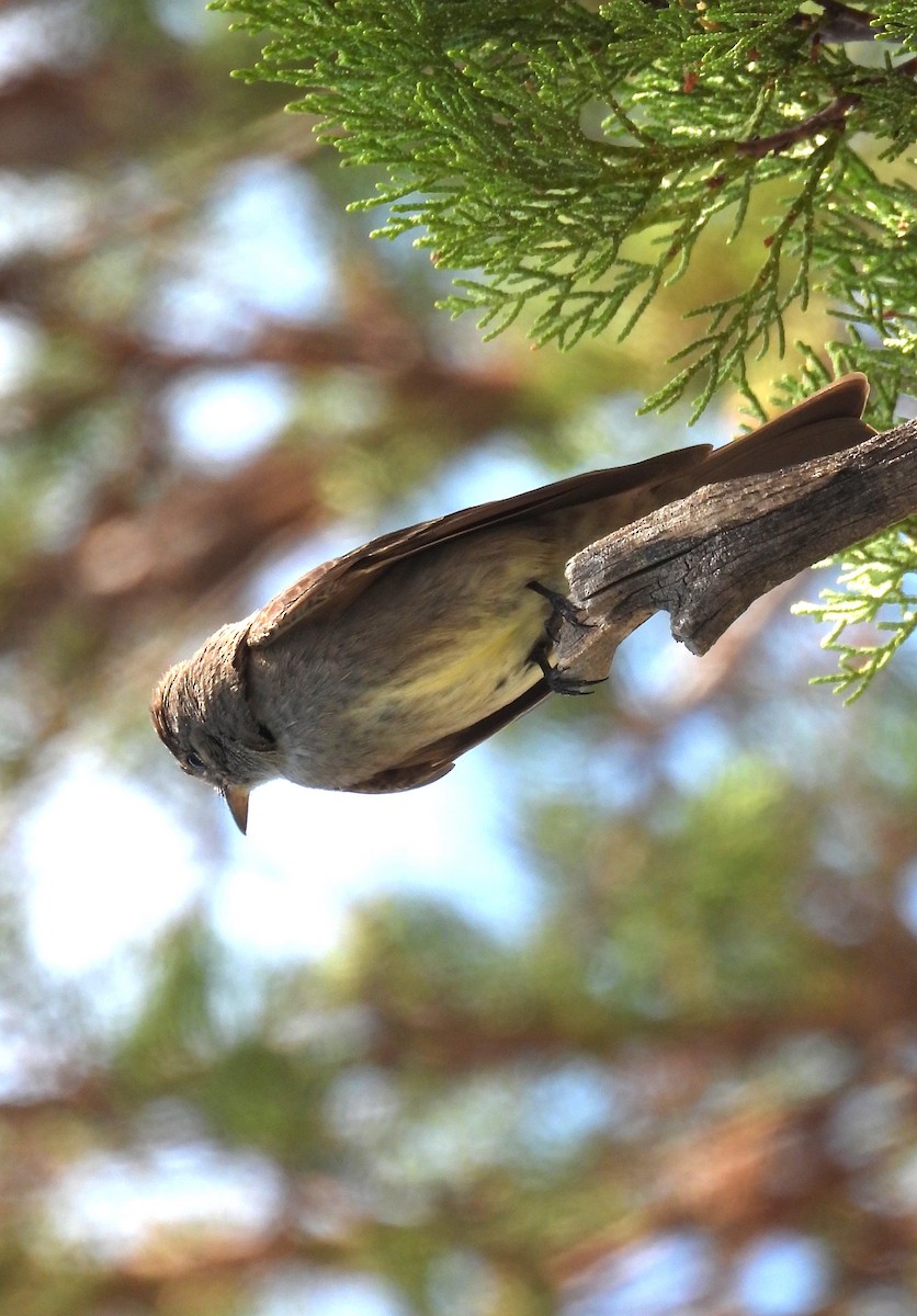 Western Wood-Pewee - ML639081488