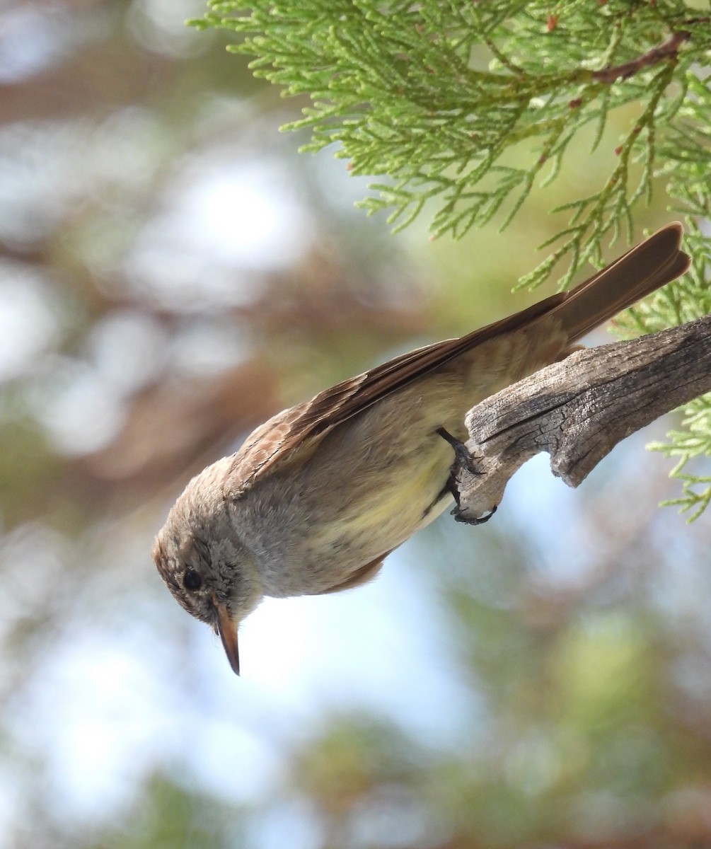 Western Wood-Pewee - ML639081489
