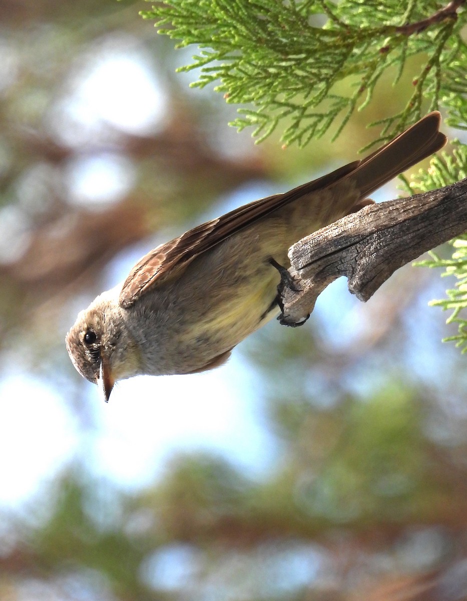 Western Wood-Pewee - ML639081490