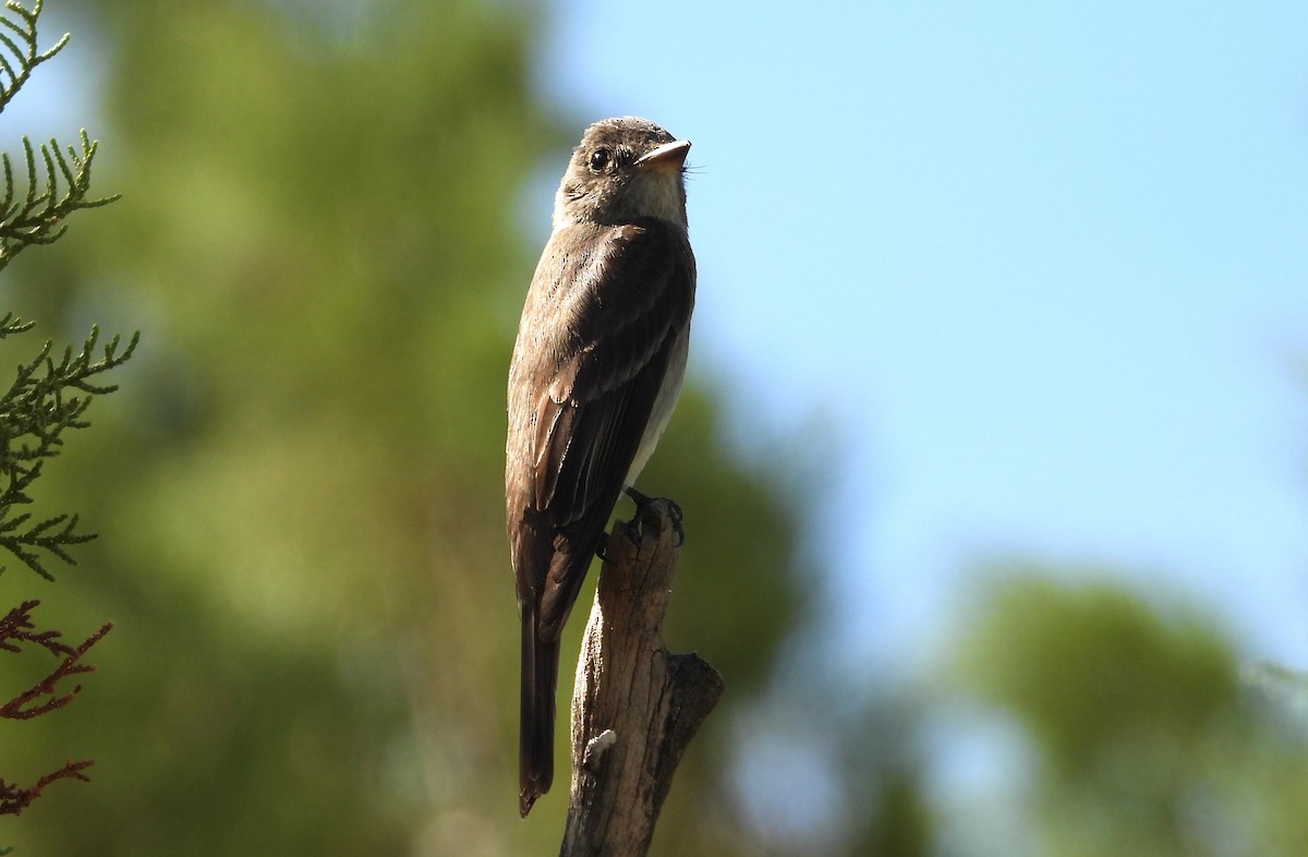 Western Wood-Pewee - ML639081491