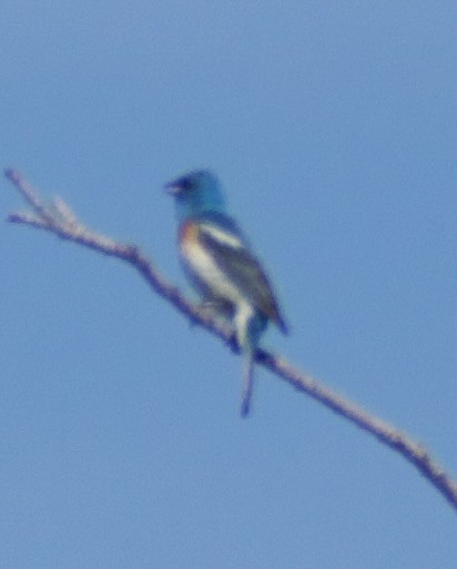Lazuli Bunting - ML639081493