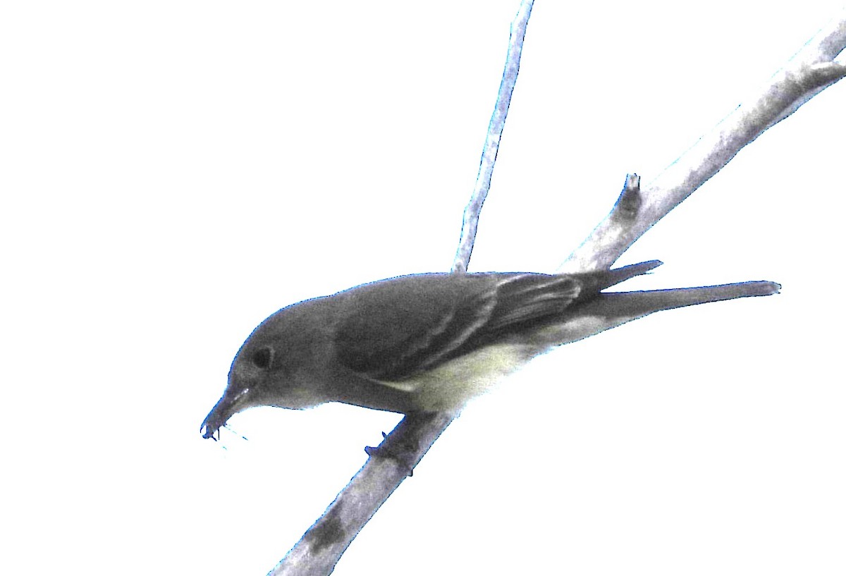 Willow Flycatcher - ML639081494