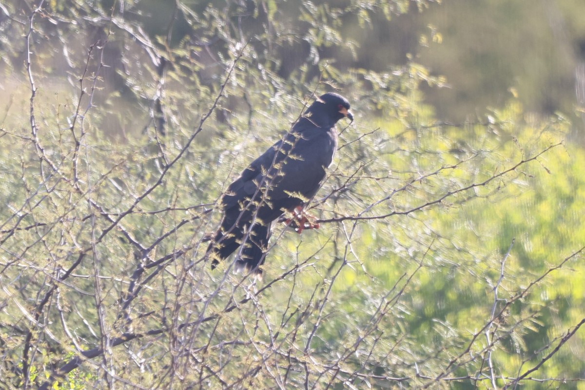 Snail Kite - ML639081495