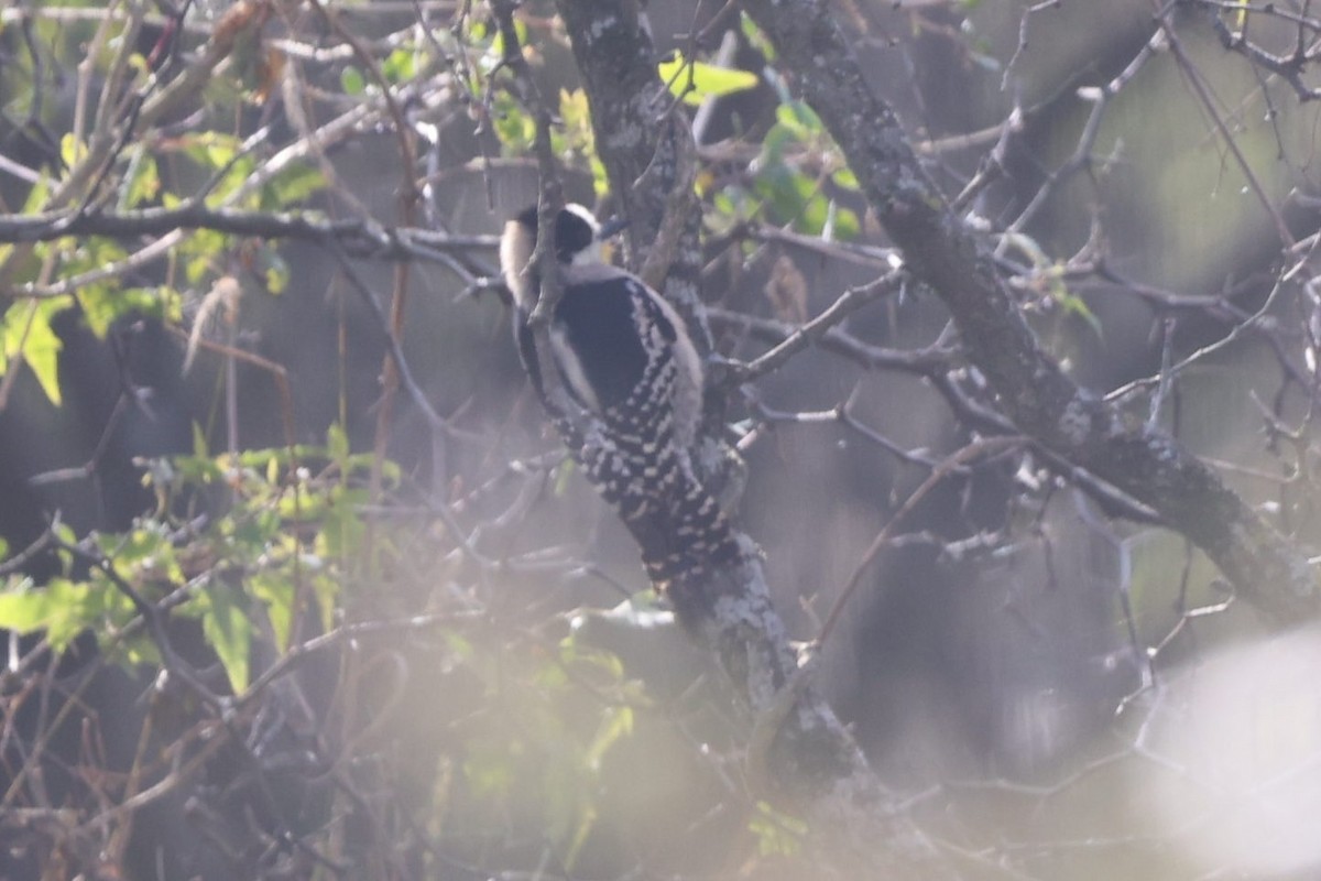 White-fronted Woodpecker - ML639081496