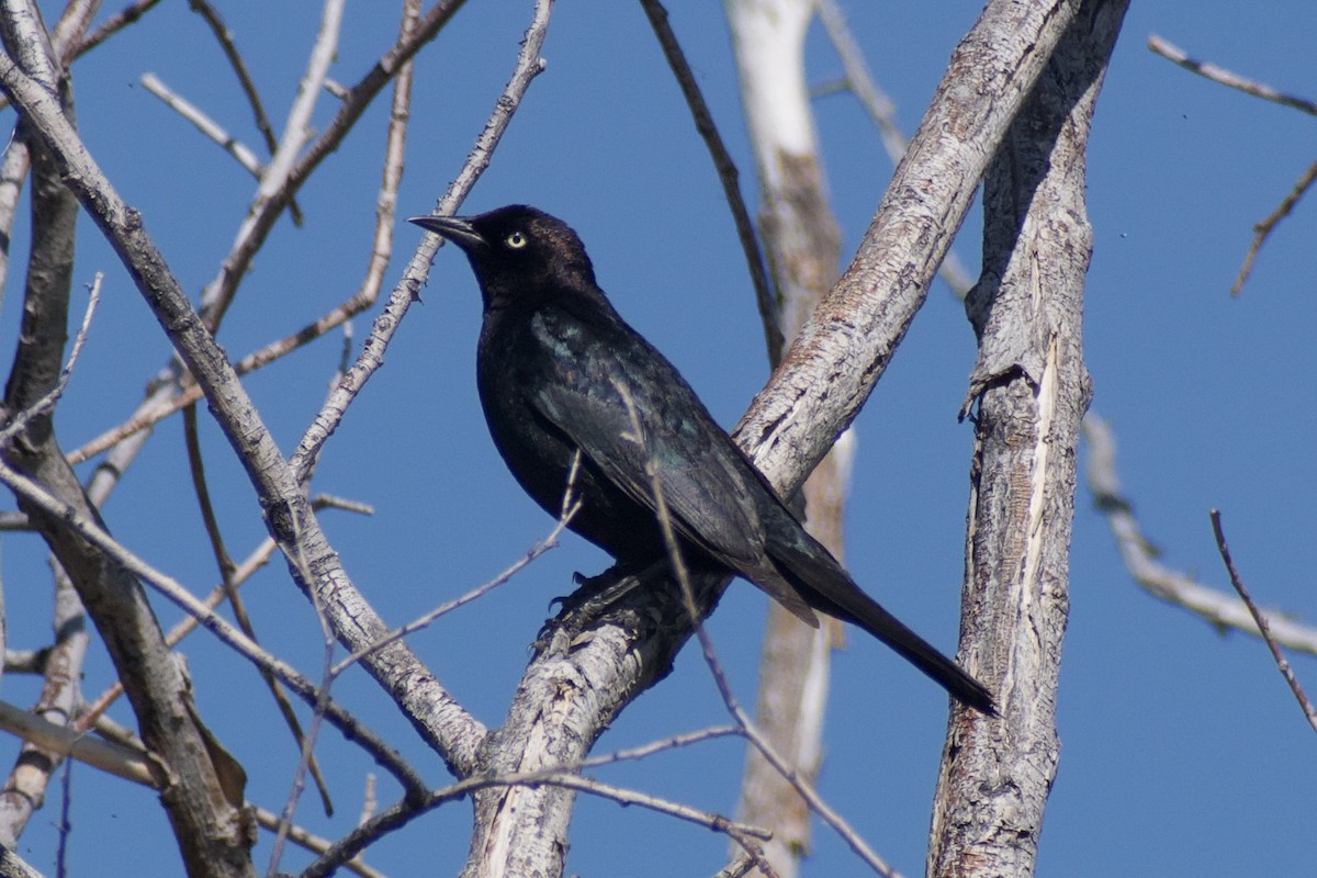 Brewer's Blackbird - ML639081497