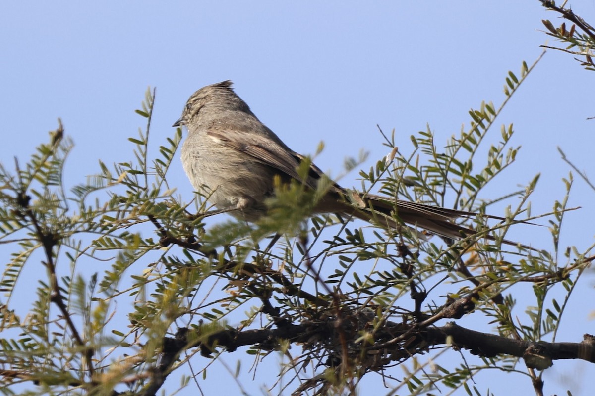 Tufted Tit-Spinetail - ML639081500