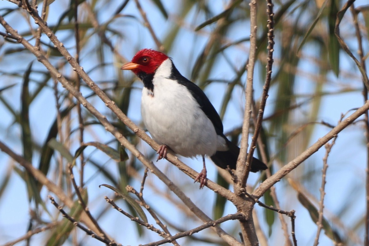 Yellow-billed Cardinal - ML639081502