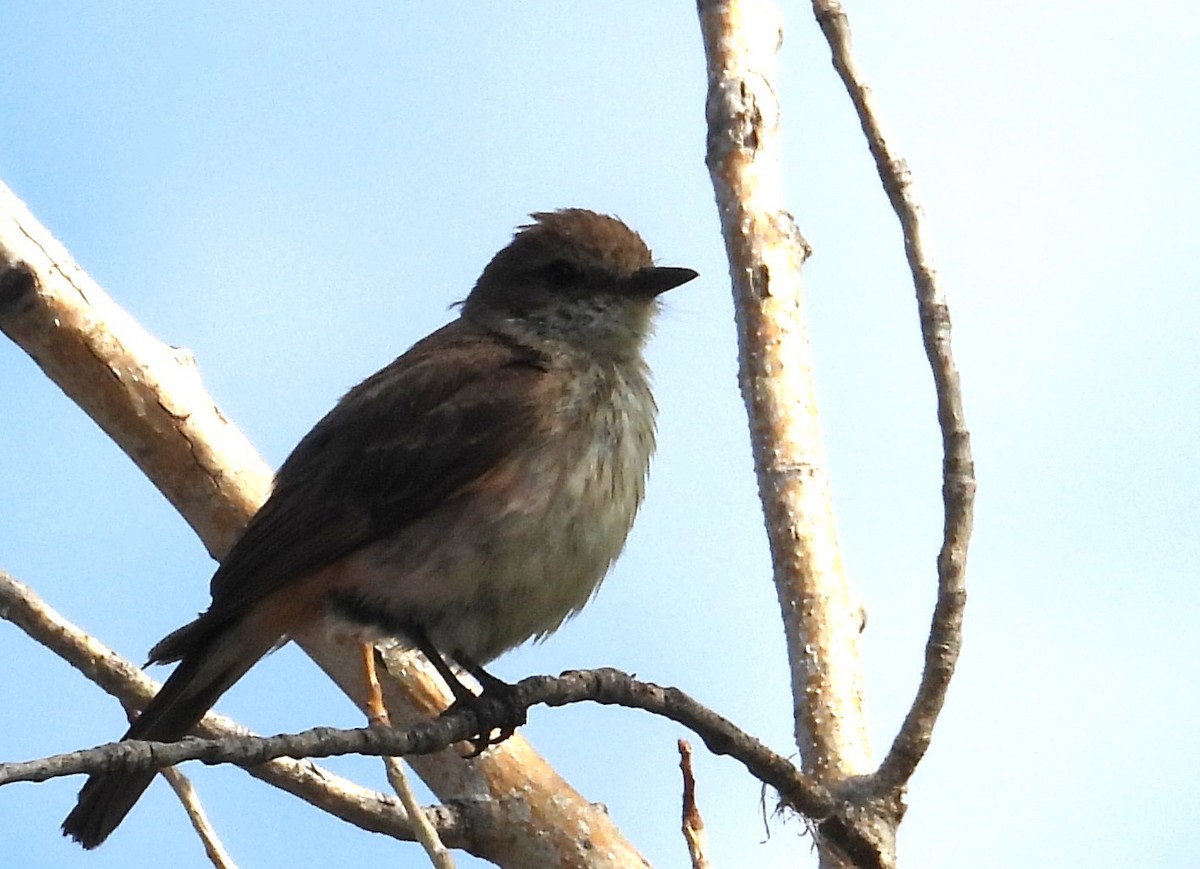 Vermilion Flycatcher - ML639081503