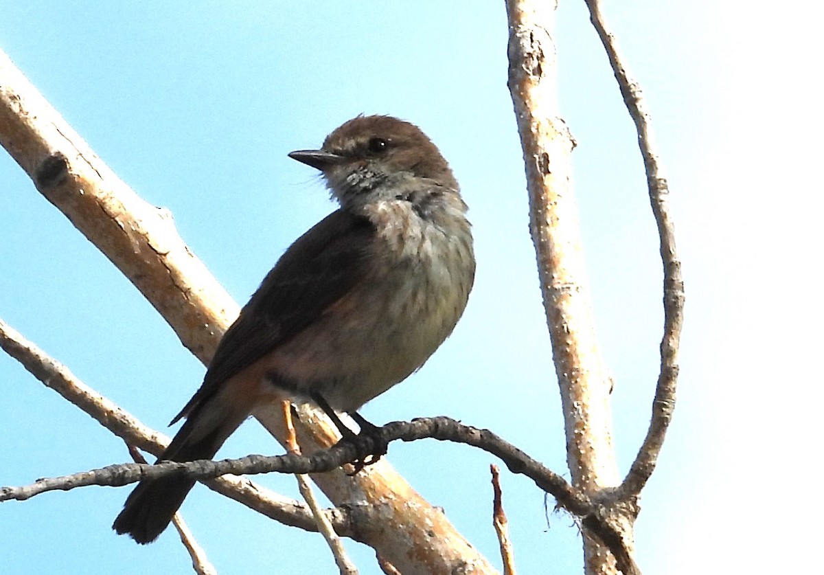Vermilion Flycatcher - ML639081504