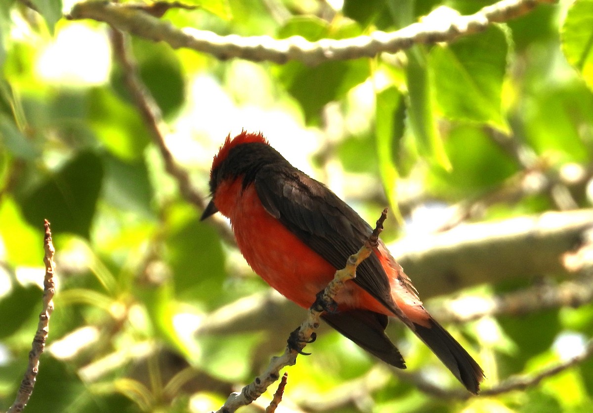 Vermilion Flycatcher - ML639081505