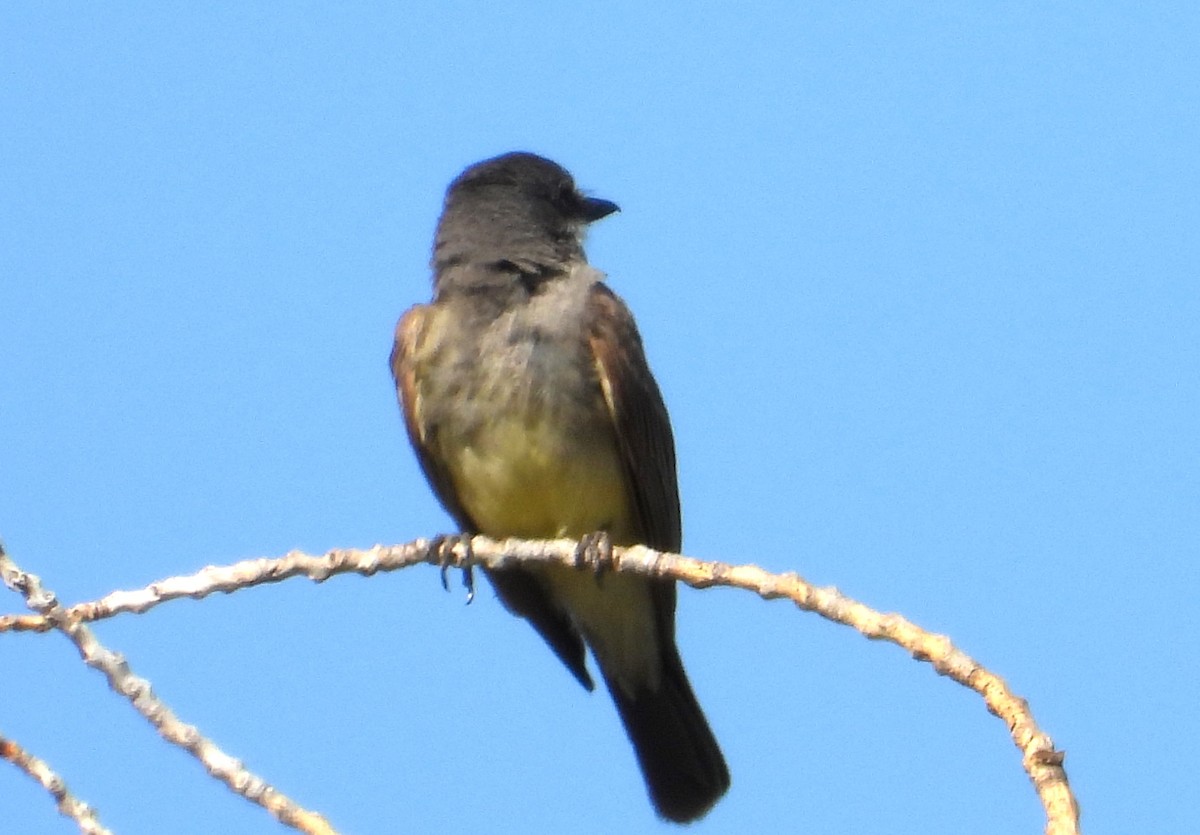 Cassin's Kingbird - ML639081510