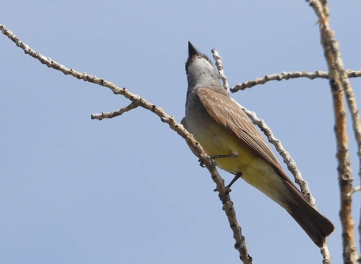 Cassin's Kingbird - ML639081511