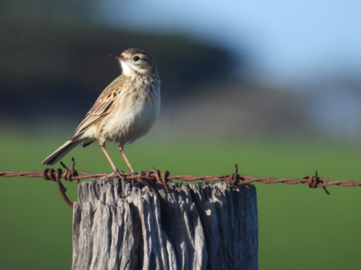 Australian Pipit - ML639081514