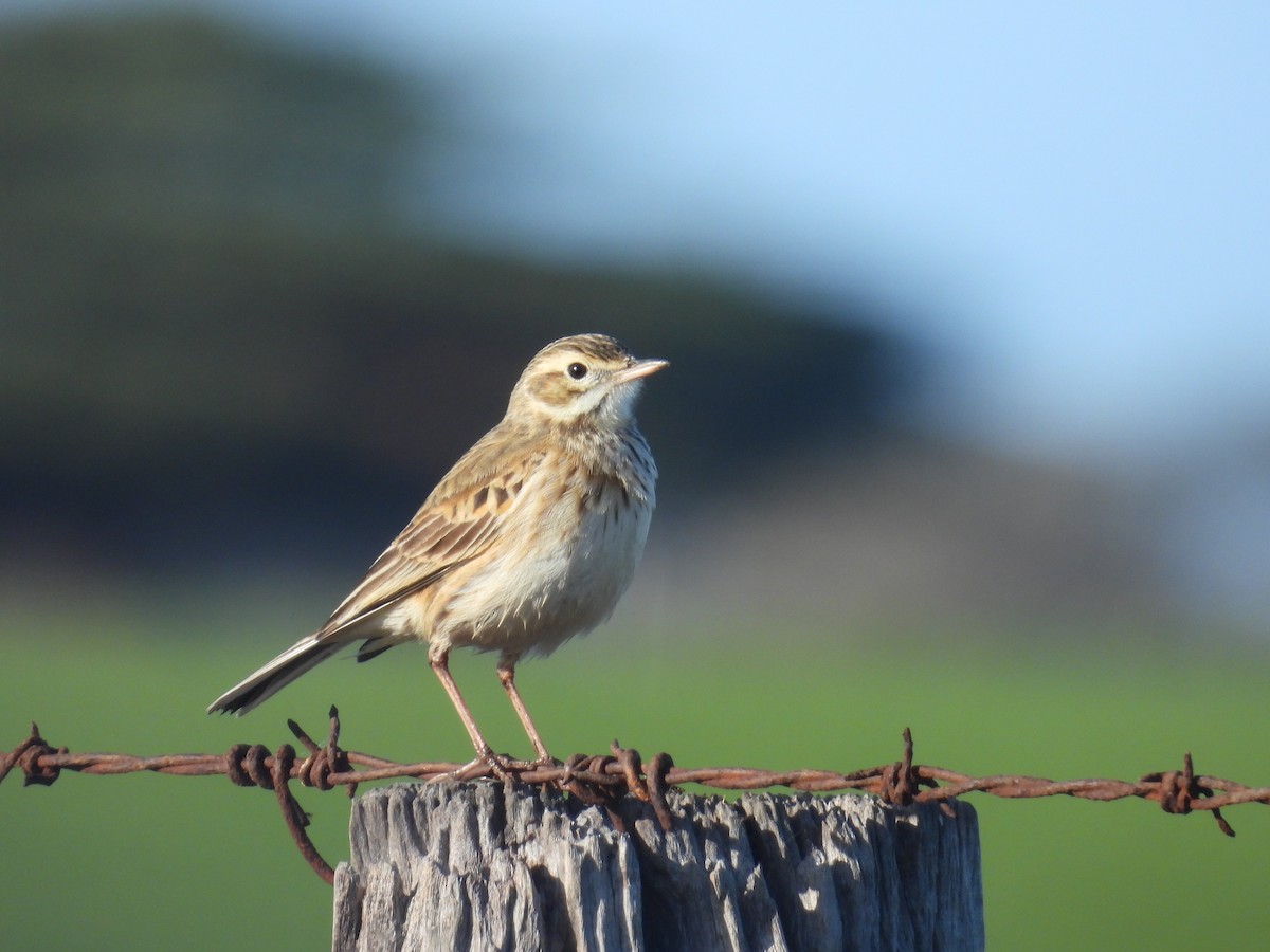 Australian Pipit - ML639081515