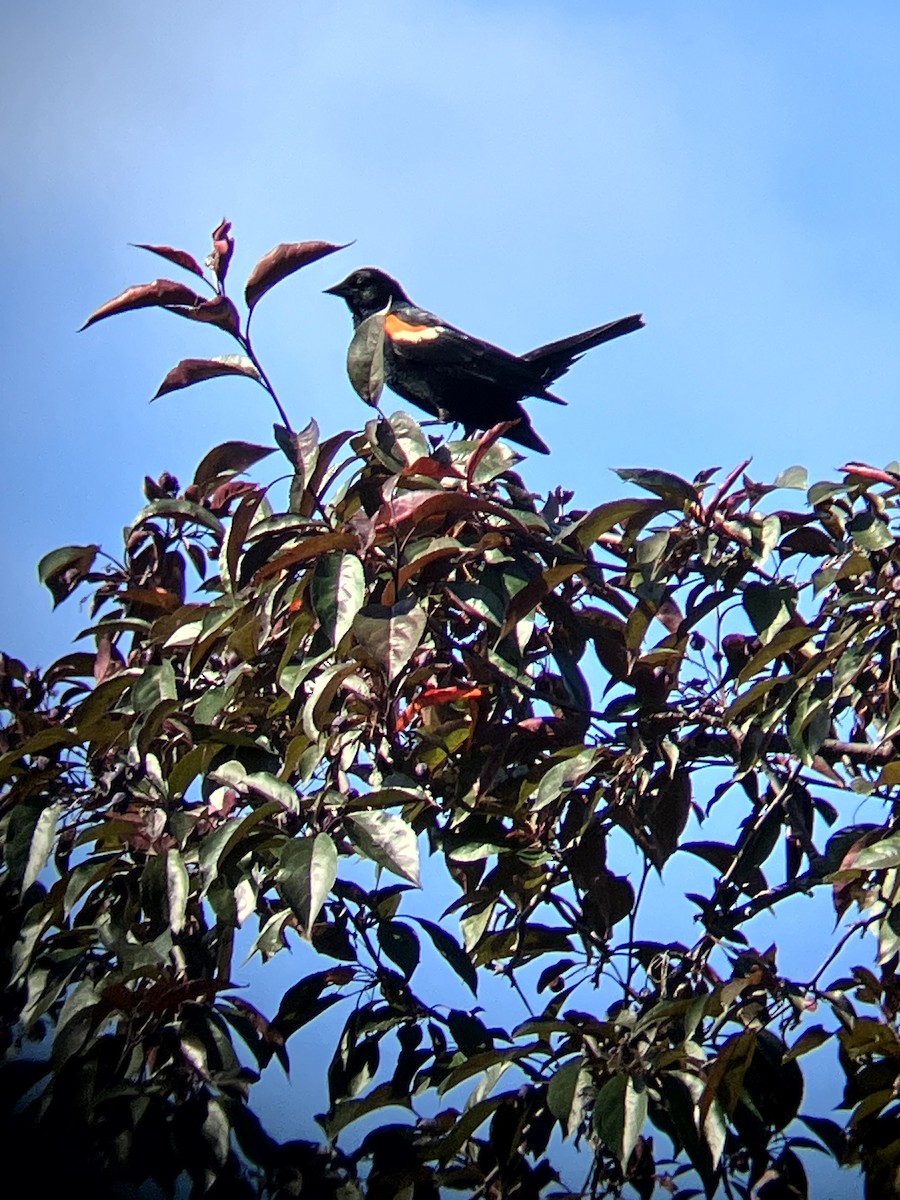 Red-winged Blackbird (Red-winged) - ML639081520