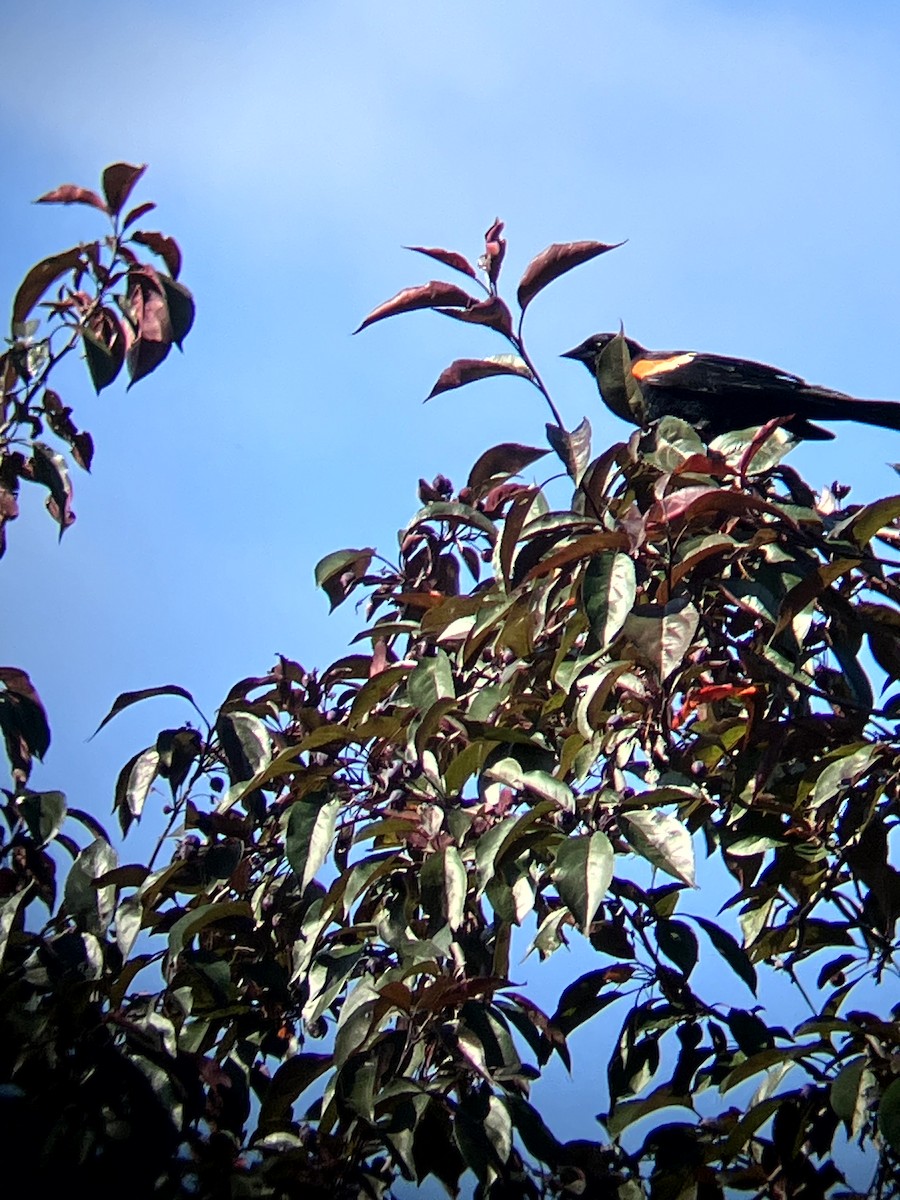 Red-winged Blackbird (Red-winged) - ML639081521