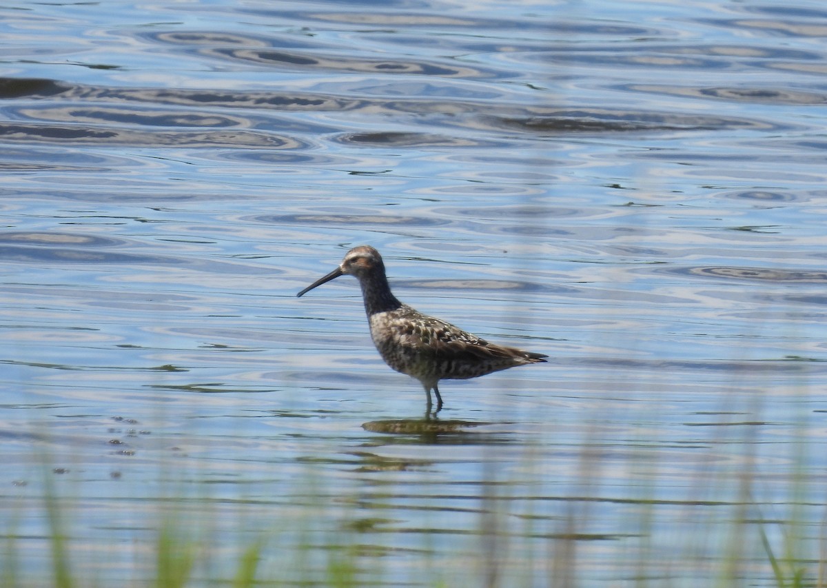 Short-billed Dowitcher - ML639081523
