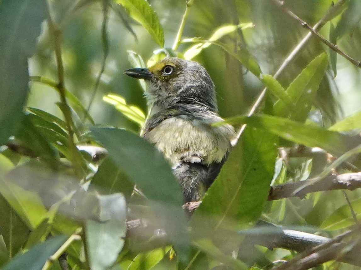 White-eyed Vireo - ML639081535