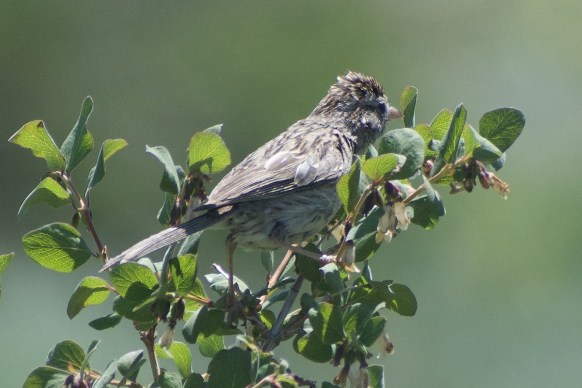 Brewer's Sparrow - ML639081549