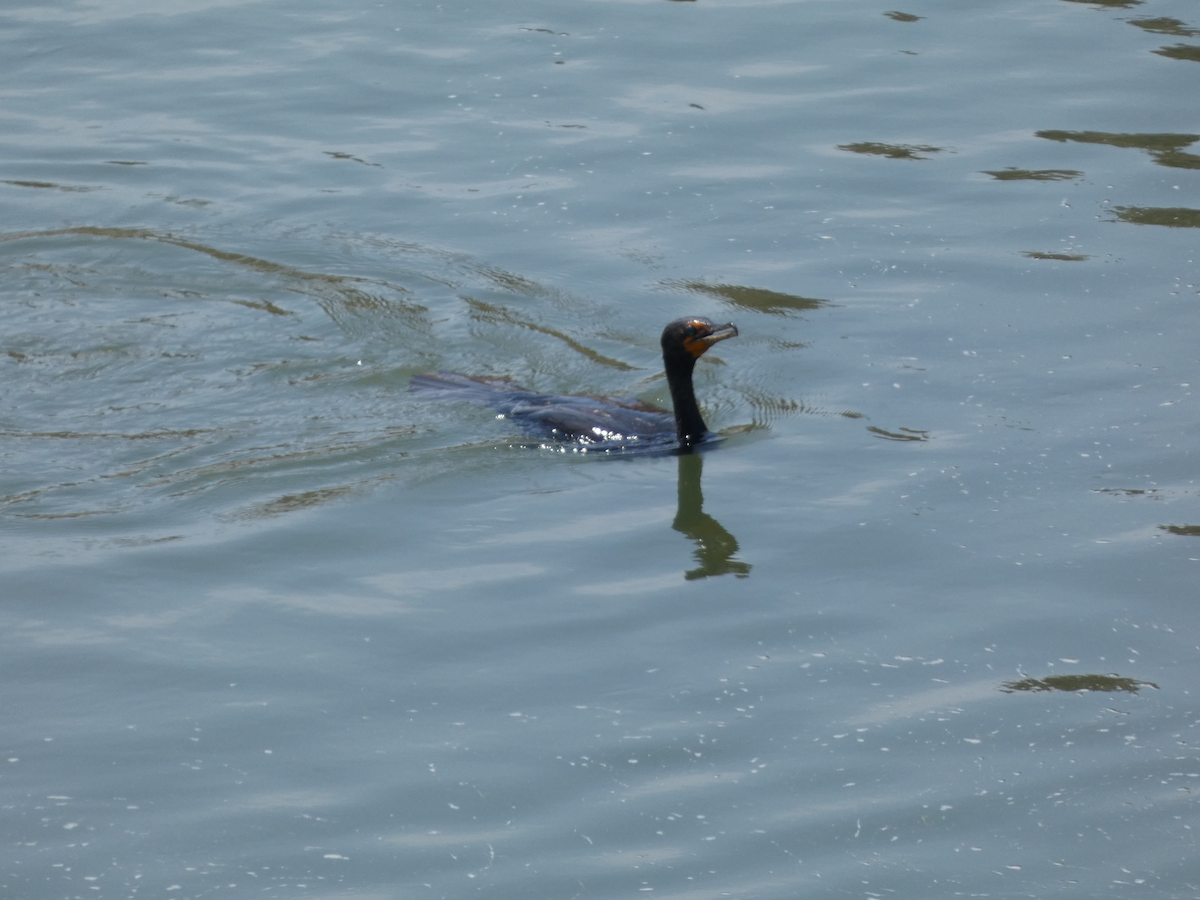 Double-crested Cormorant - ML639081600