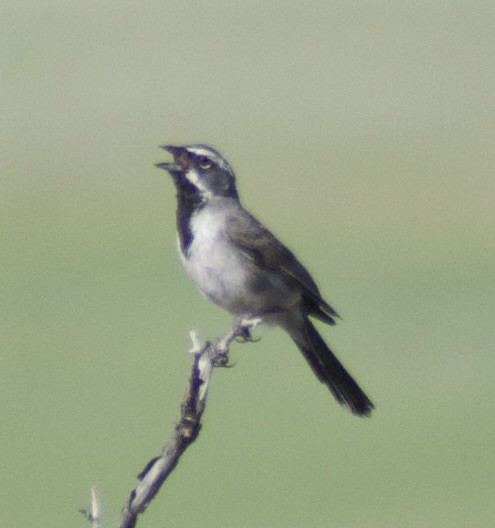Black-throated Sparrow - ML639081602