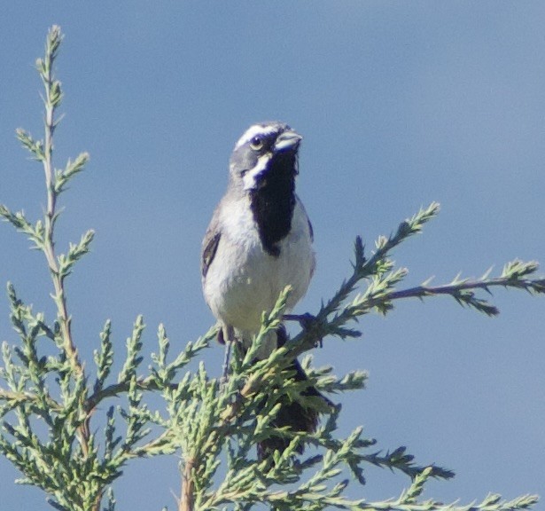 Black-throated Sparrow - ML639081603
