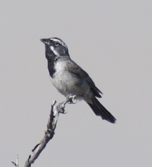 Black-throated Sparrow - ML639081604