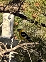 Yellow Grosbeak - ML639081610