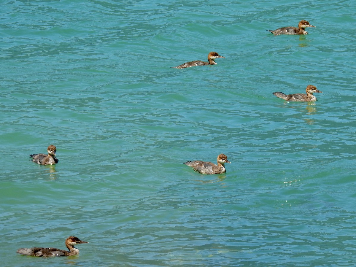 Common Merganser - ML639081618
