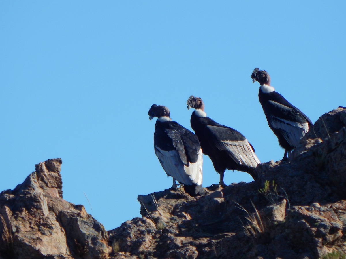 Andean Condor - ML639081619