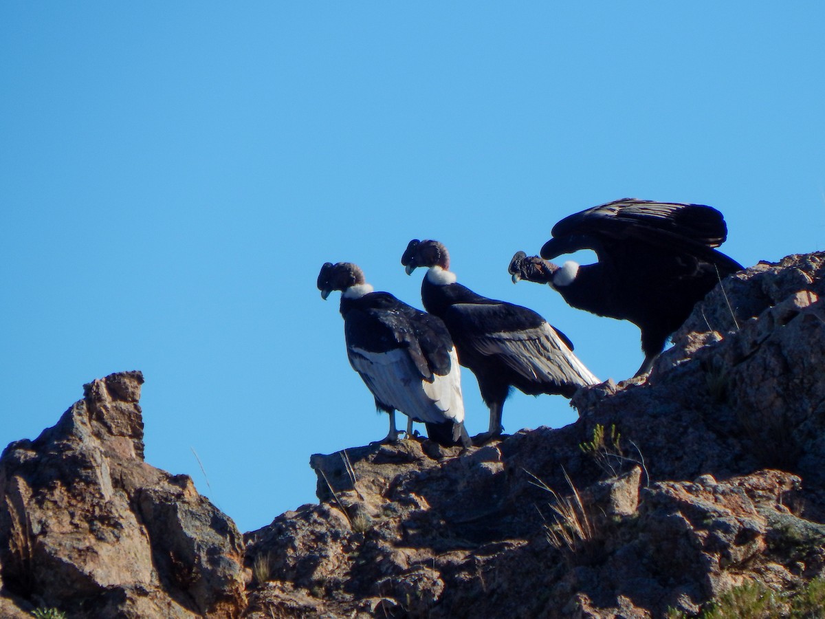 Andean Condor - ML639081630