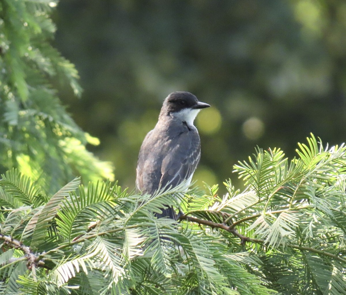 Eastern Kingbird - ML639081631