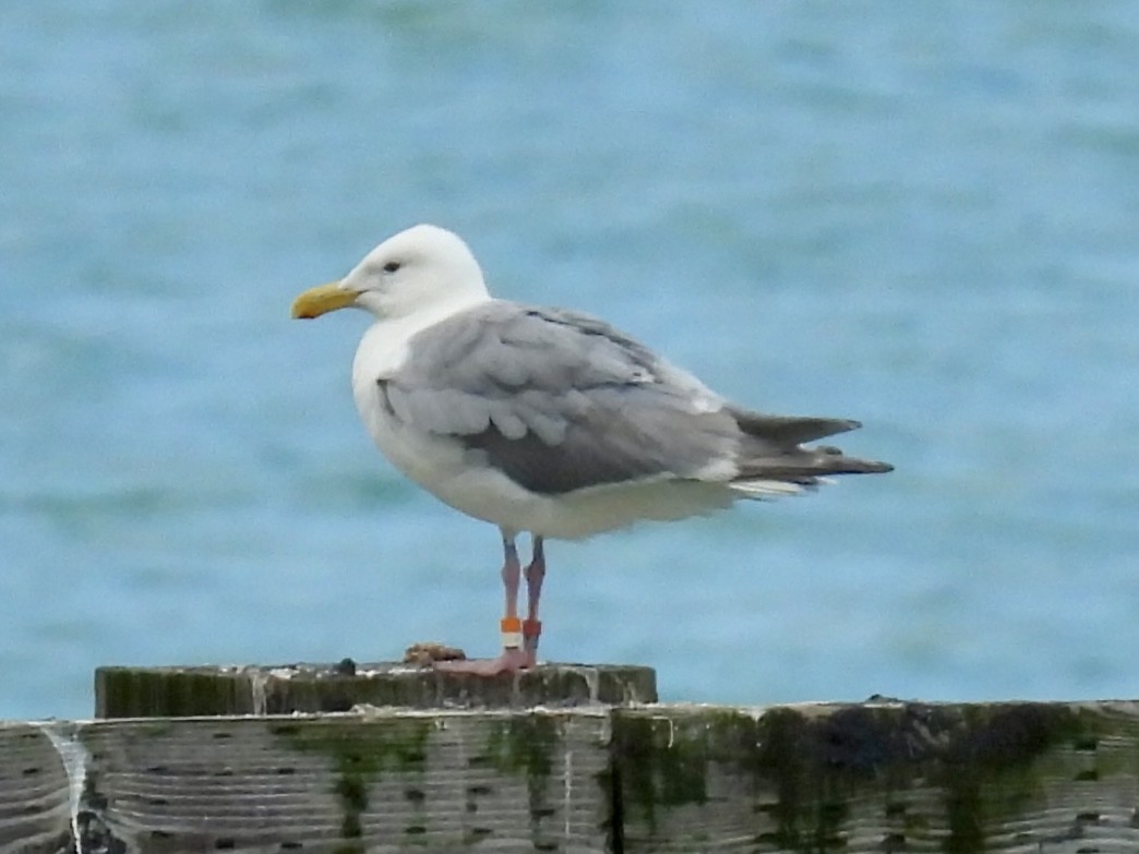 Glaucous-winged Gull - ML639081632
