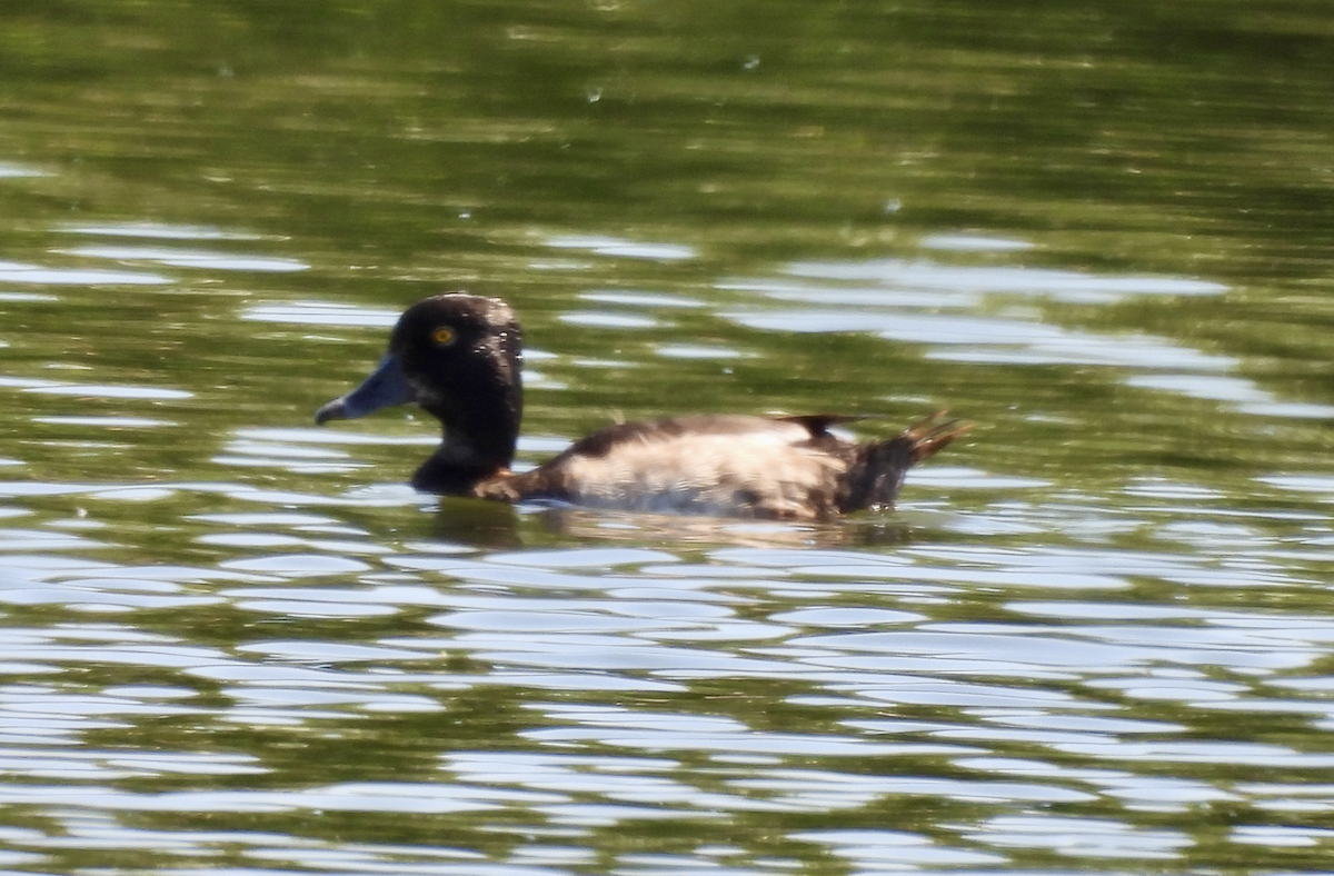 Ring-necked Duck - ML639081633