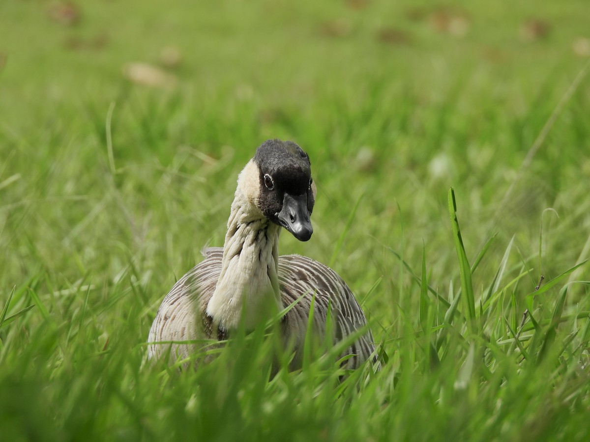 Hawaiian Goose - ML639081635