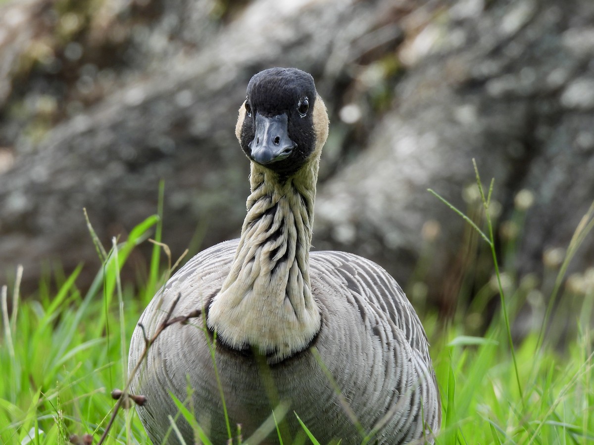Hawaiian Goose - ML639081636