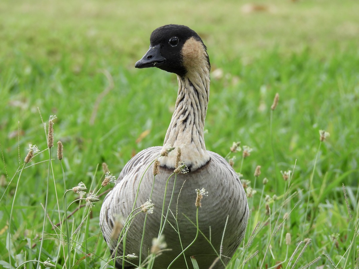 Hawaiian Goose - ML639081638