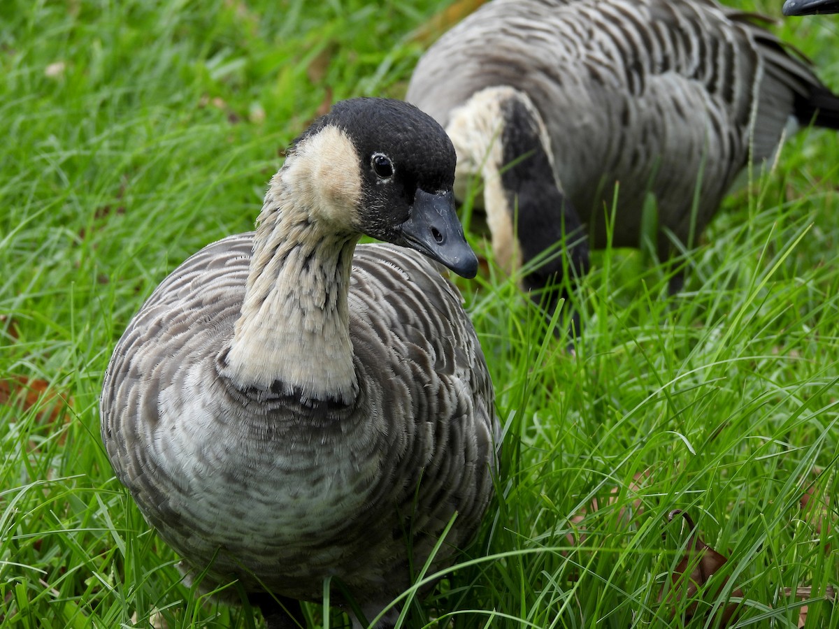 Hawaiian Goose - ML639081639