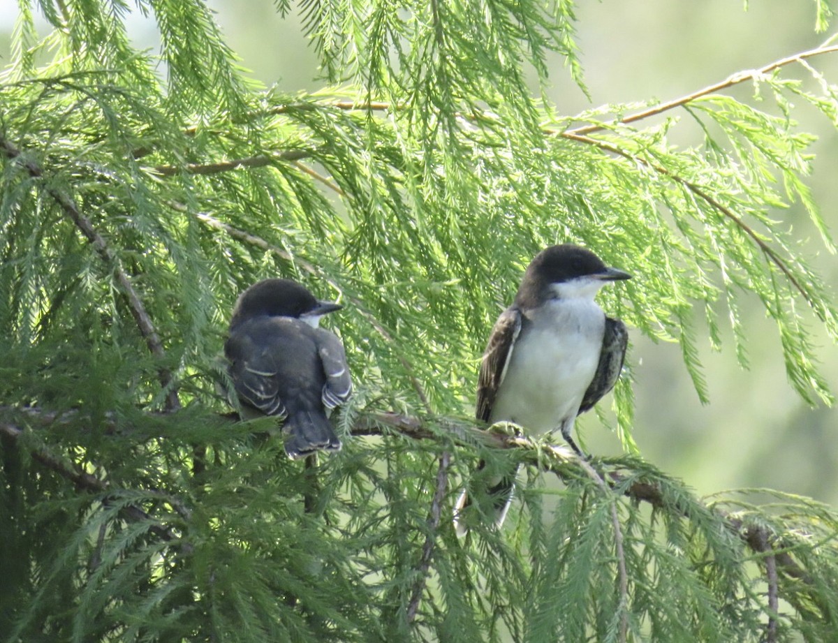 Eastern Kingbird - ML639081643