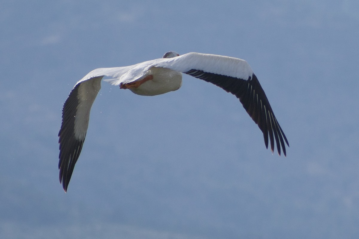 American White Pelican - ML639081644