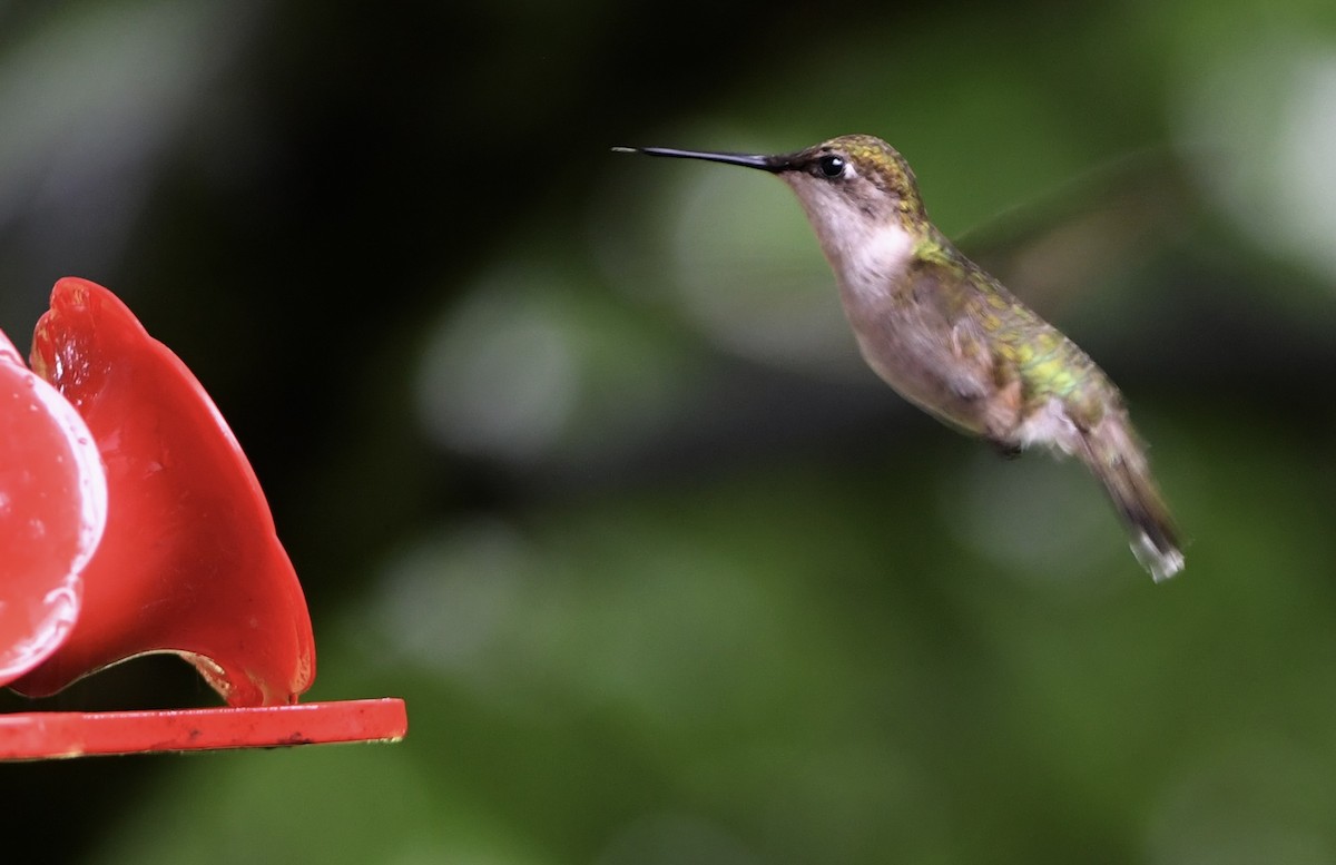 Ruby-throated Hummingbird - ML639081645