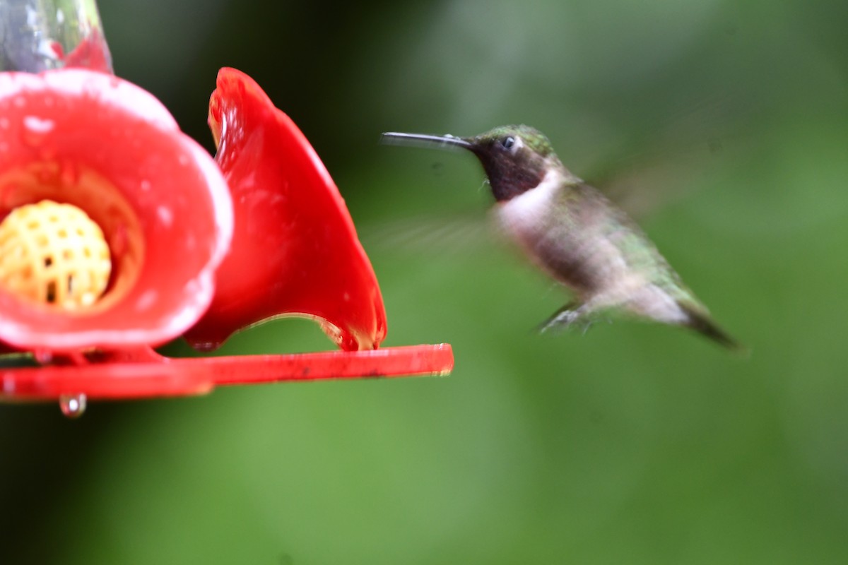 Ruby-throated Hummingbird - ML639081646