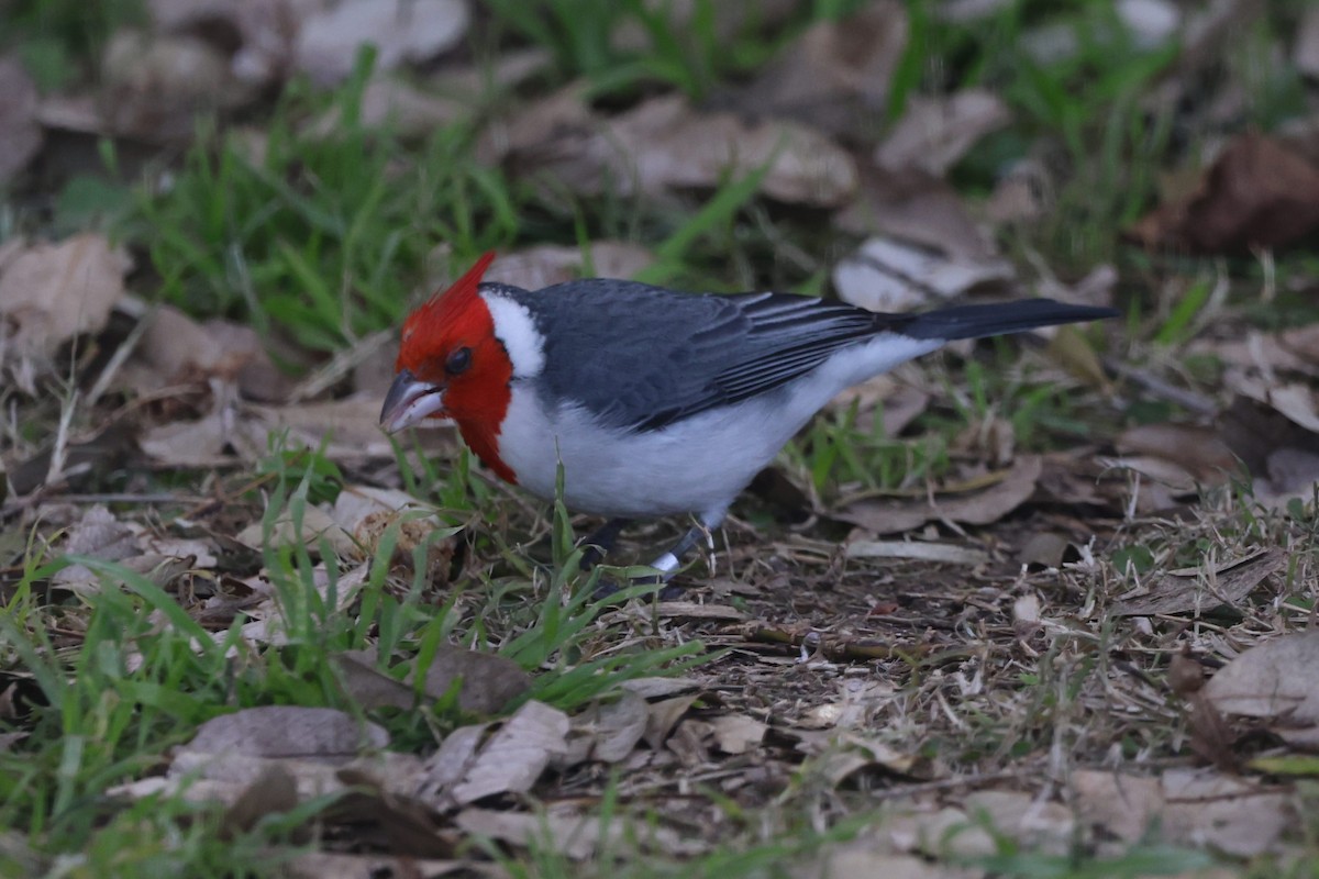 Red-crested Cardinal - ML639081648