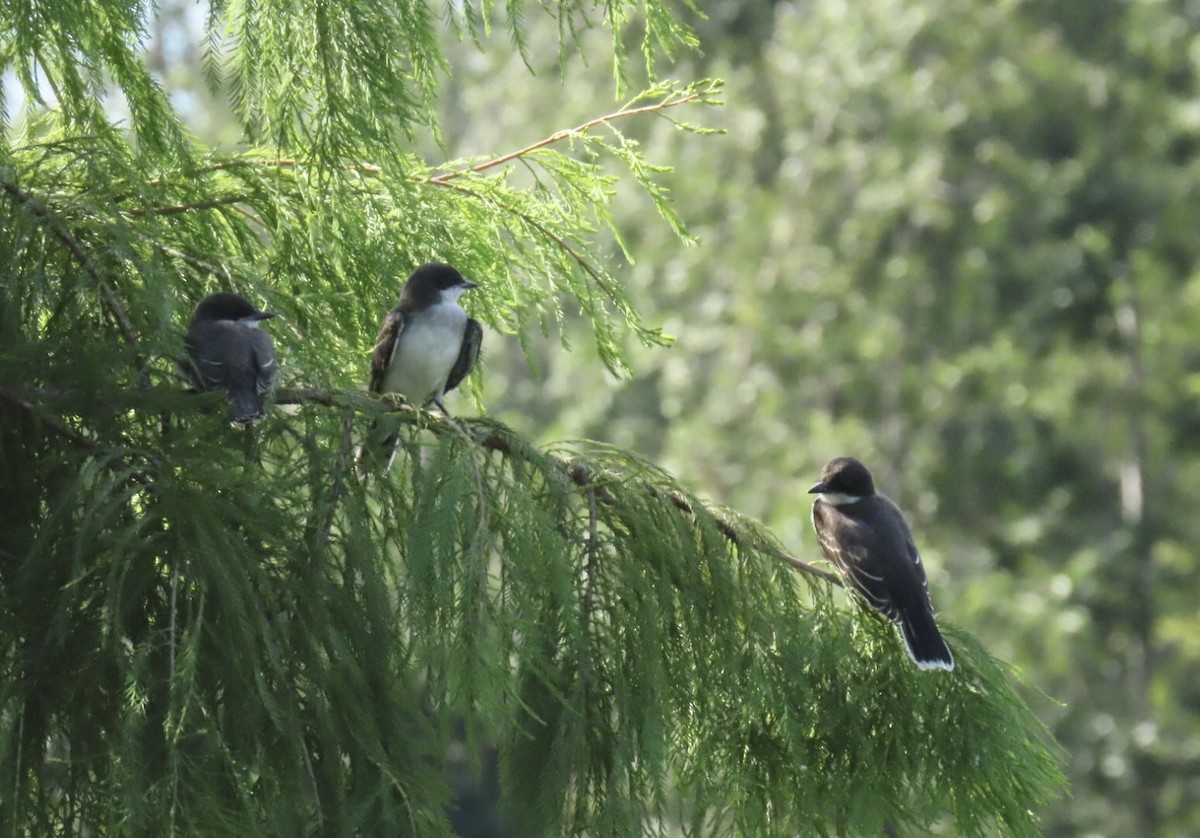 Eastern Kingbird - ML639081649